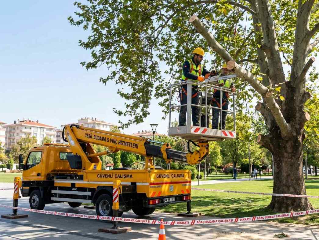 Sepetli vinç erişimi ile yüksek ağaç budama çalışmaları