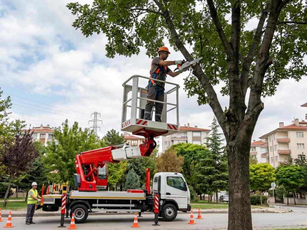 Sepetli vinçle ağaç budama çalışmaları
